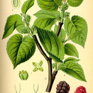 Blackberry Columbia Star