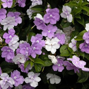 Brunfelsia Yesterday Today Tomorrow