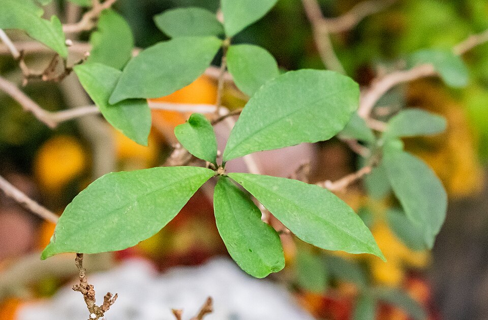 Brunfelsia Yesterday Today Tomorrow - Image 2
