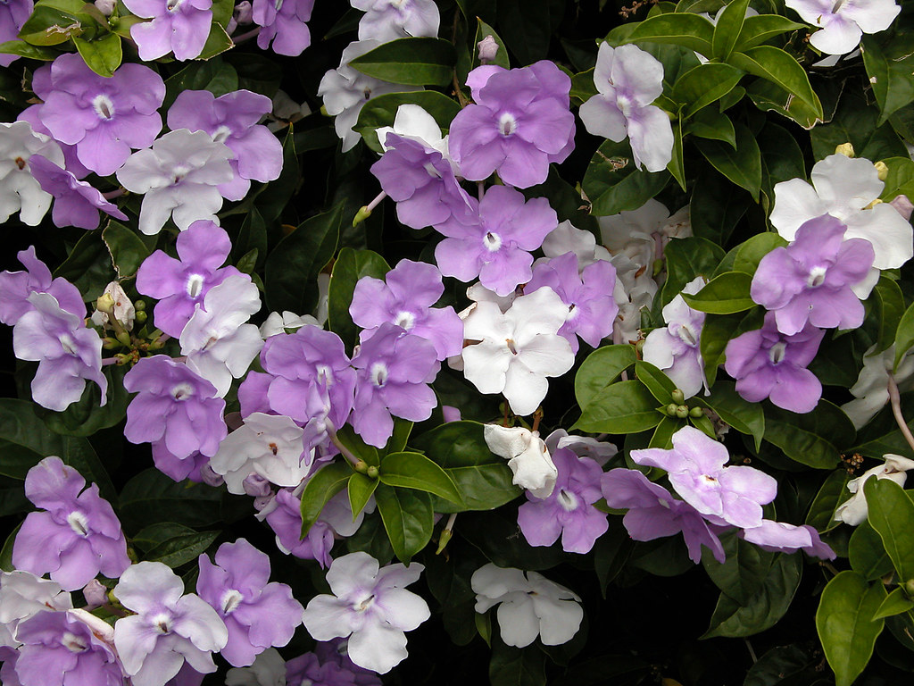 Brunfelsia Yesterday Today Tomorrow