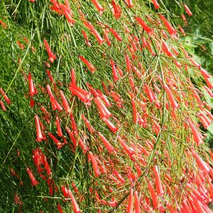 Russelia Firecracker Red