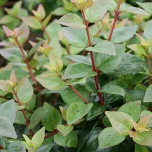 Abelia Rose Creek