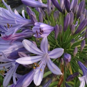 Agapanthus Africanus Blue