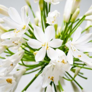 Agapanthus Getty White