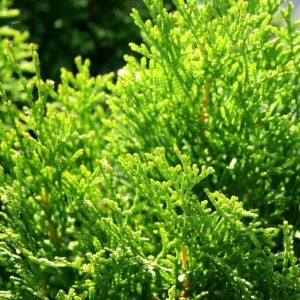 Arborvitae Emerald Green
