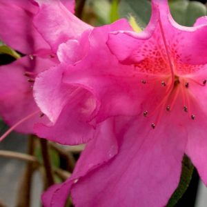 Azalea Purple Formosa