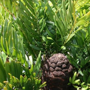 Coontie Palm