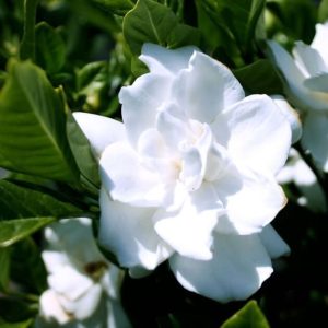 August Beauty Gardenia