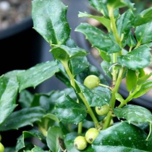 Ilex China Boy Holly