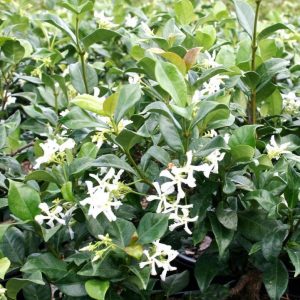 Confederate Jasmine Staked