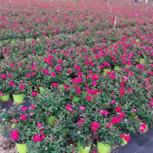 Knock Out Rose Double Red