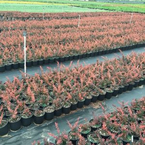 Knock Out Rose Orange Glow