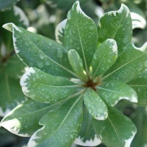 Pittosporum Variegated
