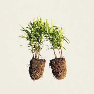 Podocarpus Macrophyllus